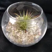 おやゆびひめの画像