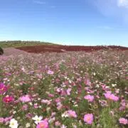 まぁまランチの画像
