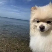 ぺぺの画像