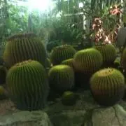 mococoの画像