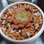 Rikunisu♪の画像