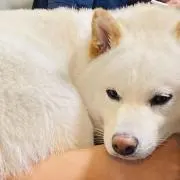 かまぼこの画像