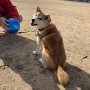 わっしょい雑穀ごはんの画像