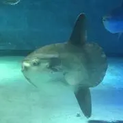 ヌーイの画像