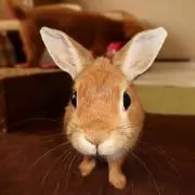 マミマミ