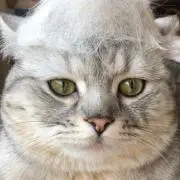 虎太郎