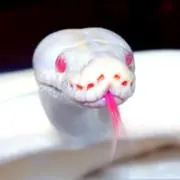 白☆蛇の画像