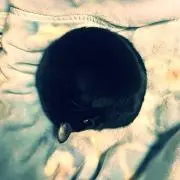 ビビンの部分