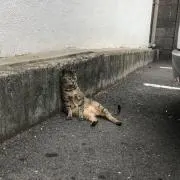 TMの画像