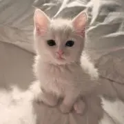 ぱんだの画像