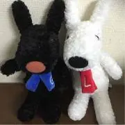アラシの画像