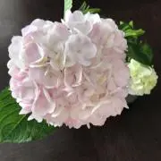 さくらこの画像