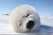かつ９９９
