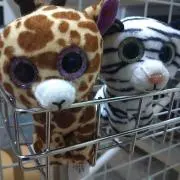 とんの画像