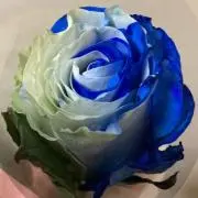 ♡Ｖ♡の画像
