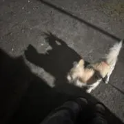 Kittyの画像