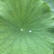 kiwiの画像