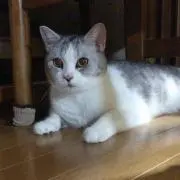 ようこ
