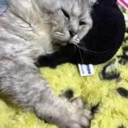 プロフ必読　はちわれの画像