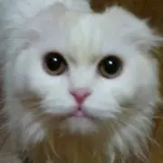 まるお