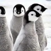 PenPenの画像
