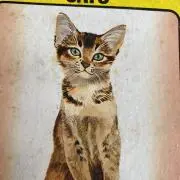 CHATORAの画像