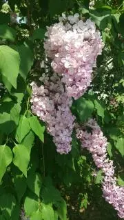 ライラックリーフの画像