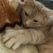 メル