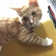 青りんごの画像