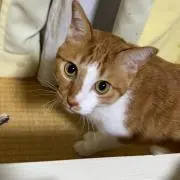 はな