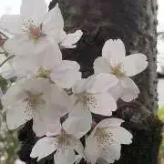 まきの画像