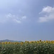 hnokmy