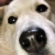 ともちゃんの画像