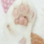 oyasumi