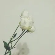 mの画像