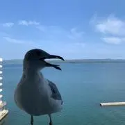 山の中にくじら
