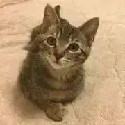 ねこの画像