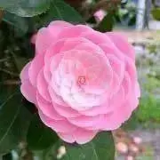 corsaの画像