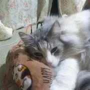 Zakk