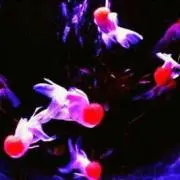 ねもこ
