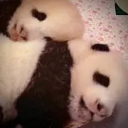 たーみすん