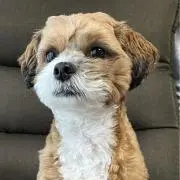 七福ちゃんの画像