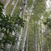 Linantiqueの画像