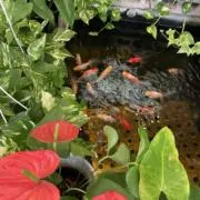 ミルクティーの画像