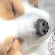 わんの画像
