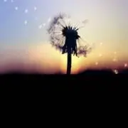 実彩