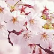 さくらの画像