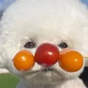 ぱんまん。(購入前にコメント必須)の画像