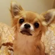 のんちゃん