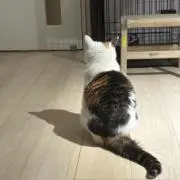 jillの画像